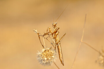 Close up of pair of Beautiful European mantis ( Mantis religiosa ).