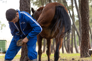 worker in blue uniform cleaning a horseshoe from a horse's leg