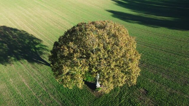 Aerial shot circling single Oak tree in field with long shadow