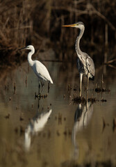 Grey Heron and a little egret at Asker marsh, Bahrain