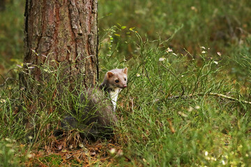 Beech marten, small opportunistic predator in nature habitat. Stone marten, Martes foina, in...