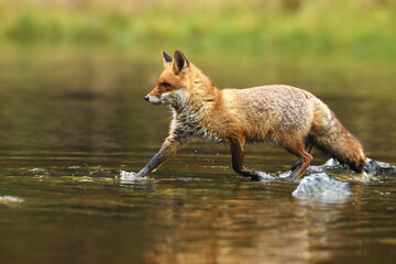 Red fox (Vulpes vulpes) catching fish in pond. Action scene in nature environment.