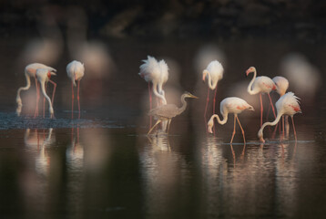 Greater Flamingos feeding and a grey heron at Tubli bay in the morning, Bahrain