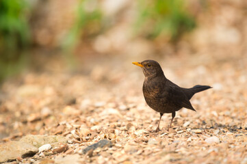 Female blackbird in nature