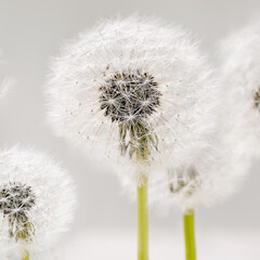Close up on blooming fluffy dandelions flowers