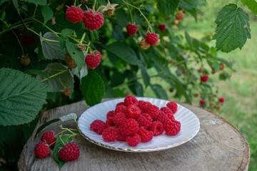 fresh raspberries in nature