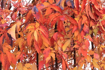 Virginia Creeper Vivid Autumnal Leaves