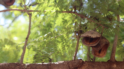 Seed bays of the mimoso Jacaranda tree. Often confused with the purple ipe. Fruits of the Mimoso Rosewood.