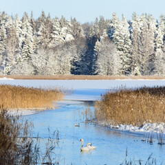 two floating swans in a river flowing into the lake in winter