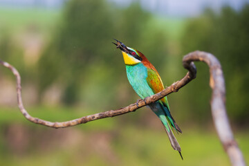 bee-eater with a bee in its beak sits on a branch