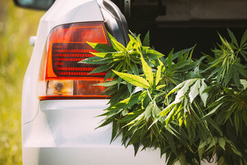 Legal Green Marijuana Cannabis Leaves At Open Car Trunk. Farm In Summer Day, Beautiful Cannabis...