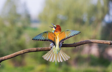 bright colored bee-eater spread its wings while sitting on a branch
