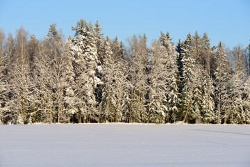 a beautiful snow-covered meadow on the edge of the forest with a blue sky