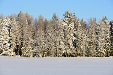 a beautiful snow-covered meadow on the edge of the forest with a blue sky