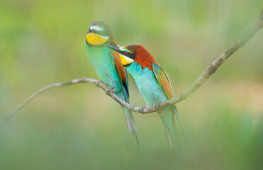couple of colorful birds on a spring day