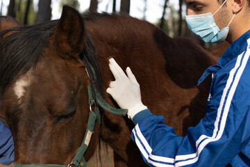 portrait of a veterinarian in uniform, gloves and mask taking the pulse of a brown horse.