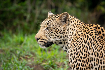 Portrait of leopard in Sabi Sand