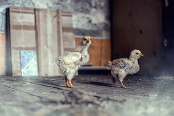 chickens in the farm