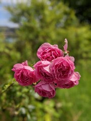Pinkfarbende Blumen auf einem grossen Blumenbeet