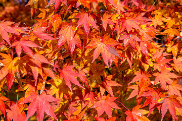 Japanischer Ahorn imit Herbstlaub