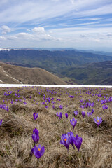 Saffron on the highest mountain in Serbia, Midzor, Stara planina