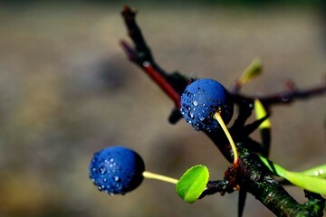 Prunus spinosa, the blackthorn, is a species of shrub in the Rosaceae family.