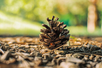 Naklejka na ściany i meble pine cone on the ground