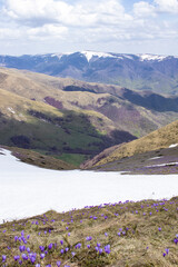 Spring on the highest mountain in Serbia, Midzor, Stara planina