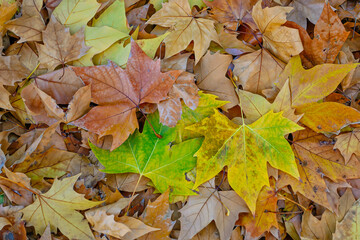 Naklejka na ściany i meble Background of autumn fallen leaves. Simple autumn background for design development