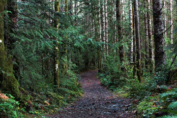 Obraz premium Walking trail in the middle of the mount benson forest