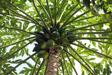 Fruits on papaya tree