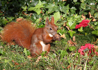 Eichhörnchen im Herbst