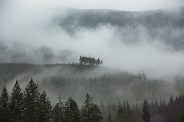 Olg growth forest camouflaged under a thick mist