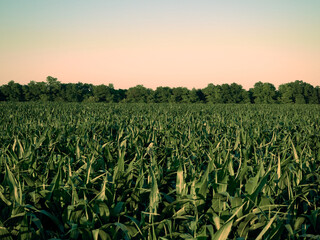 Young, still green corn is ripening in a large field, the clear sky and the evening light of the sun illuminates the rural landscape