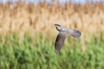 cuckoo flies in spring, spreading its wings
