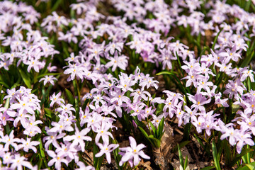spring flowers in the park on the flowerbed