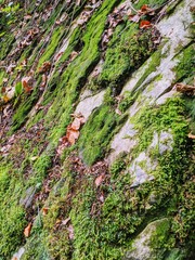 Felsen mit dicken grünen Moos