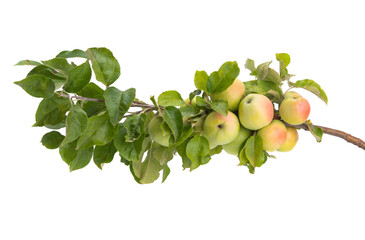 branch with apples isolated