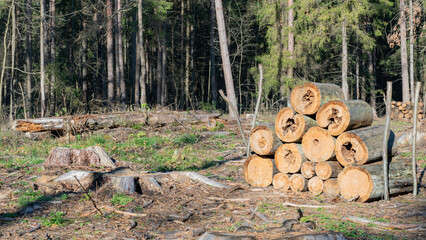 Logging in a coniferous forest. Sawed tree trunks and tree stumps. Moscow region. Russia.