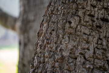 Tree Bark 3