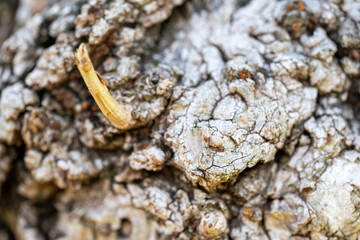 Tree Burl 