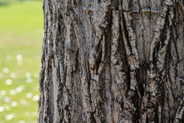 Fototapeta premium Tree Bark 2