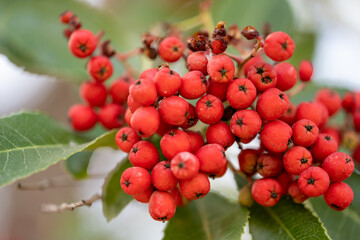 Red Berries