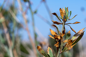 Plant and Sky