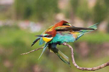 two birds of paradise merged on a branch