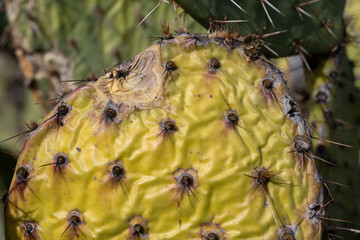 Cactus Skin 5