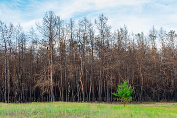 Fototapeta premium Coniferous forest one year after the fire. Coniferous trees burned down during a fire against a background of green grass. The problem of forest fires.