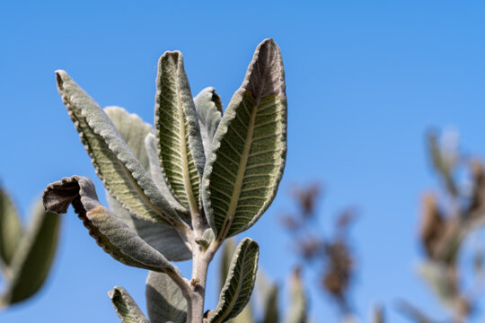 Thickleaf Yerba Santa 1