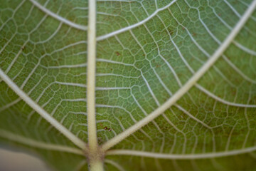 Leaf Detail