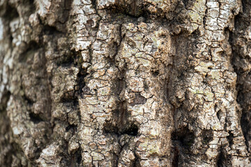 Tree Bark 1